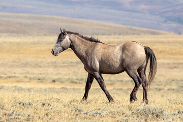 Fototapeta na wymiar Wild horses in Wyoming
