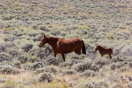 Wild horses in Wyoming