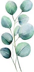 Watercolor eucalyptus tropical leaf isolated leaves summer spring herb