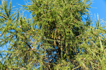 Spruce branches with green needles in sunny weather