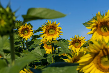 Beautiful blooming yellow sunflowers in the summer