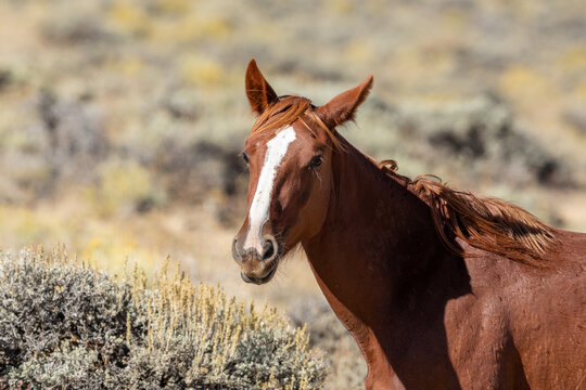 Wild horses in Wyoming