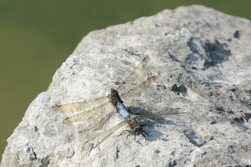 orthetrum cancellatum, frecciazzurra puntanera 