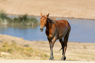 Obraz premium Wild Wyoming horses by the water