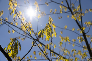 young oak foliage and flowers in the spring season