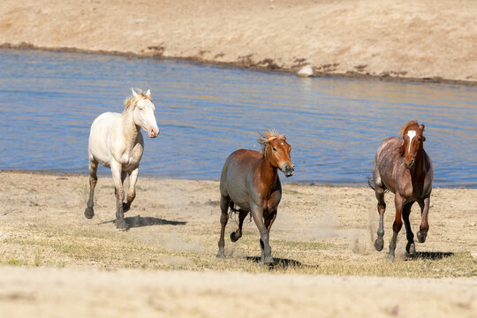 Wild Wyoming horses by the water