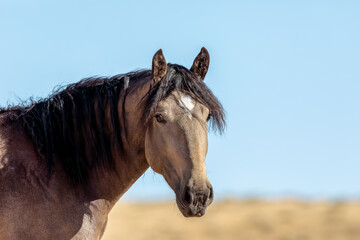Wild horses in Wyoming
