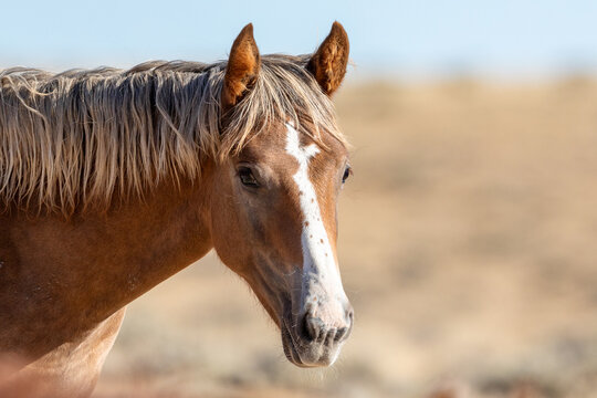 Wild horses in Wyoming
