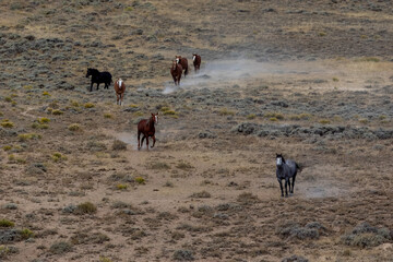 Wild horses running in Wyoming