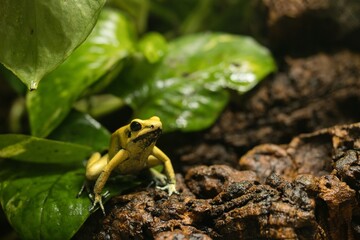 Tropical Poison Frog