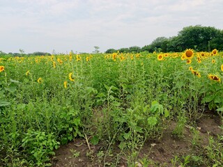 Fototapeta na wymiar Beautiful Public Sunflower Near Hillsdale Kansas