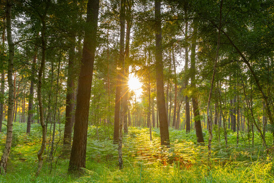 les rayons du soleil &agrave; travers les arbres de la For&ecirc;t d'Ermenonville.