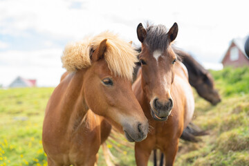 Naklejka na ściany i meble Horses in farm in Iceland in summer season. Animal