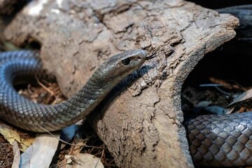 Eastern Brown Snake (Pseudonaja textilis)
