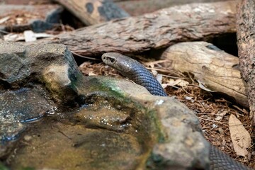 Eastern Brown Snake (Pseudonaja textilis)