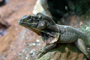 Fototapeta premium Frilled Lizard (Chlamydosaurus kingii)