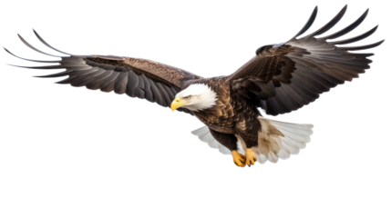 a Bald Eagle (Haliaeetus leucocephalus) in flight, full body 3/4 view in a Wildlife-themed, photorealistic illustration in a PNG format, cutout, and isolated: Generative AI
