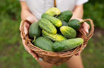 Harvesting cucumbers, the farmer holds a basket of cucumbers in his hands, close-up. Agriculture. Summer, harvest.
