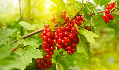 Banner with Red currant berries grow on Bush in sunny garden.