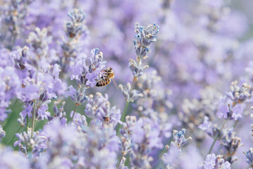 Honey bee pollinating lavender flowers. Plant decay with insects. Blurred summer background of lavender flowers with bees. Beautiful wallpaper. soft focus. Lavender Field Bee flying over flower