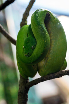 Green Tree Python (Morelia viridis)