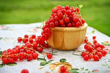 Banner with Red currant berries grow on Bush in sunny garden.