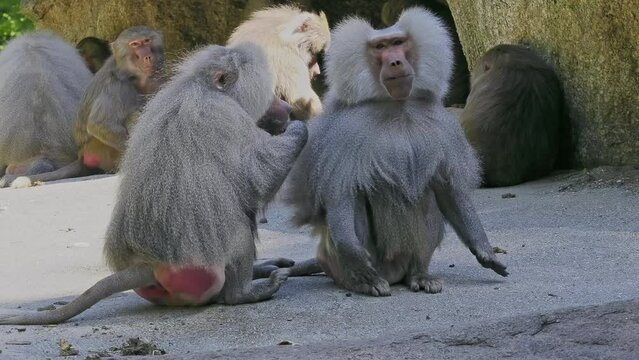 Hamadryas baboon, papio hamadryas, sitting together and grooming each other. Papio hamadryas is a species of baboon