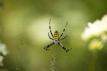 Wespenspinne (Argiope bruennichi) in ihrem Spinnennetz