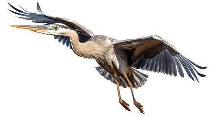 Obraz premium a Great Blue Heron in-flight, 3/4 view, in an isolated and transparent PNG in a Nature-themed, photorealistic illustration. Generative ai