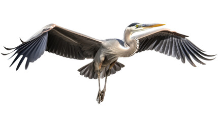 a Great Blue Heron in-flight, 3/4 view, in an isolated and transparent PNG in a Nature-themed, photorealistic illustration. Generative ai
