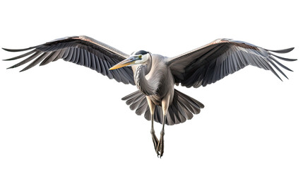 Fototapeta premium a Great Blue Heron in-flight, 3/4 view, in an isolated and transparent PNG in a Nature-themed, photorealistic illustration. Generative ai