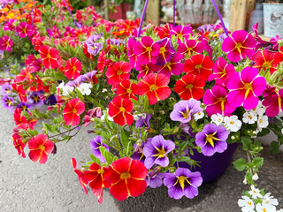 Blooming Petunia  Flowers in Pot 