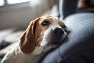 Beagle dog tired sleeps on a couch indoors. Bright sunny interior. Canine theme.