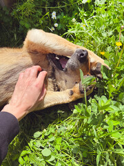 Cute Brown Stray Dog Laying on the ground and playing with woman's hand 