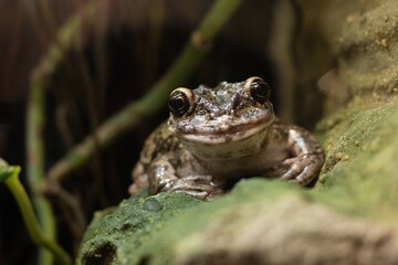 sitting frog