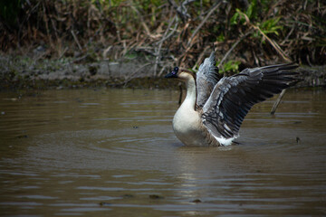 big goose
