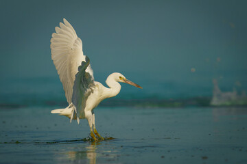 Pacific Reef-egret - Egretta sacra known as the eastern Reef Heron or Eastern Reef Egret, water bird found throughout southern Asia and Oceania, dark and light morph bird on the australian coast