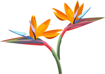 tropical flower. Strelitzia orange tropical flower. Exotic tropical Strelitzia flower or bird of paradise.realistic style, transparent, png, flat, cartoon