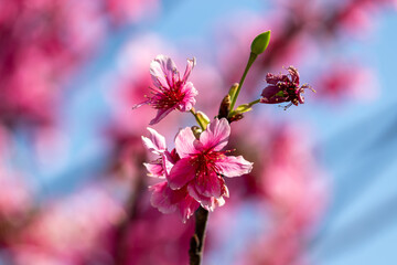 The enchanting beauty of cherry trees.	