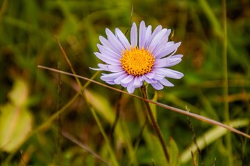 flower in the garden