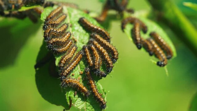 Tent caterpillars eating green leaves. Brown caterpillars look for young leaves to eat before pupating. Close-up of caterpillars eating leaves. Nature. Macro footage, 4K