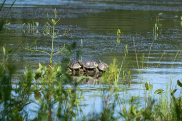 Turtles bask in the sun, climbed a pebble in the middle of the lake near green vegetation