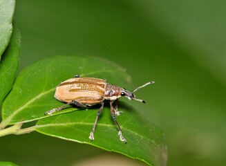 Diaprepes Root Weevil (Diaprepes abbreviatus) insect on Yaupon Holly leaves, nature destructive pest control garden Springtime.	