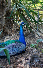 Naklejka premium Blue peacock in the botanical garden in Lisbon in Portugal