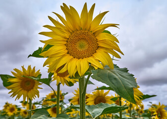 Sunflowers Embrace the Gray: Summer's Beauty Shines Through Clouds