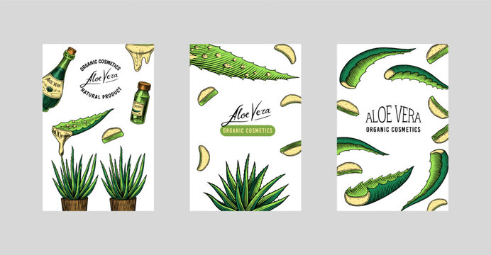 Aloe vera poster or banner. Sketch of Plant and bunch. Ingredient for herbal medicine or cosmetics. Hand drawn Vintage ink sketch. Products for label, advertesment, typography or banner, poster 