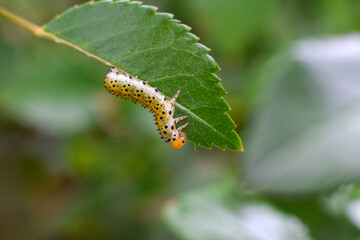 Sawfly catterpillar eating rose plant leaves