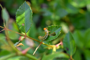 Sawfly catterpillar eating rose plant leaves