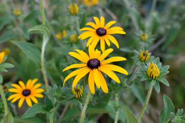 Yellow Rudbeckia flowers. Black-eyed Susan in the garden