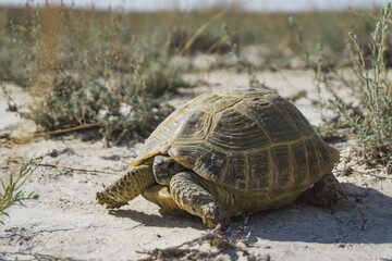 Agrionemys horsfieldii Central Asian tortoise crawls on the Kazakh steppe, sunny summer day in the desert